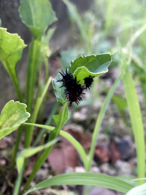 写真: 葉っぱをムシャムシャ食べていた黒い毛虫 - 2