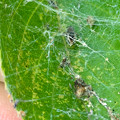 葉っぱの上を糸で覆って巣を作っていた小さな白黒の蜘蛛 - 12