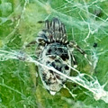 葉っぱの上を糸で覆って巣を作っていた小さな白黒の蜘蛛 - 13