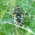 葉っぱの上を糸で覆って巣を作っていた小さな白黒の蜘蛛 - 14