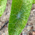 葉っぱの上を糸で覆って巣を作っていた小さな白黒の蜘蛛 - 15