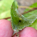 葉っぱの上を糸で覆って巣を作っていた小さな白黒の蜘蛛 - 16