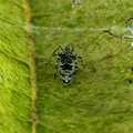 葉っぱの上を糸で覆って巣を作っていた小さな白黒の蜘蛛 - 17