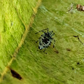 葉っぱの上を糸で覆って巣を作っていた小さな白黒の蜘蛛 - 18