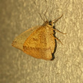 写真: 茶色の蝶みたいな…蛾？ - 1
