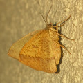 写真: 茶色の蝶みたいな…蛾？ - 2