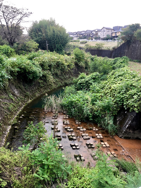写真: 春日井東部を流れる「鯎（うぐい）川」 - 1