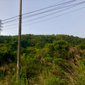 写真: 南側から見上げた道樹山 - 2