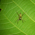 写真: 葉の裏にいた小さな蜘蛛 - 1