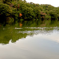 写真: 小幡緑地 緑ヶ池にいた鳥 - 9：ホシハジロの群れ