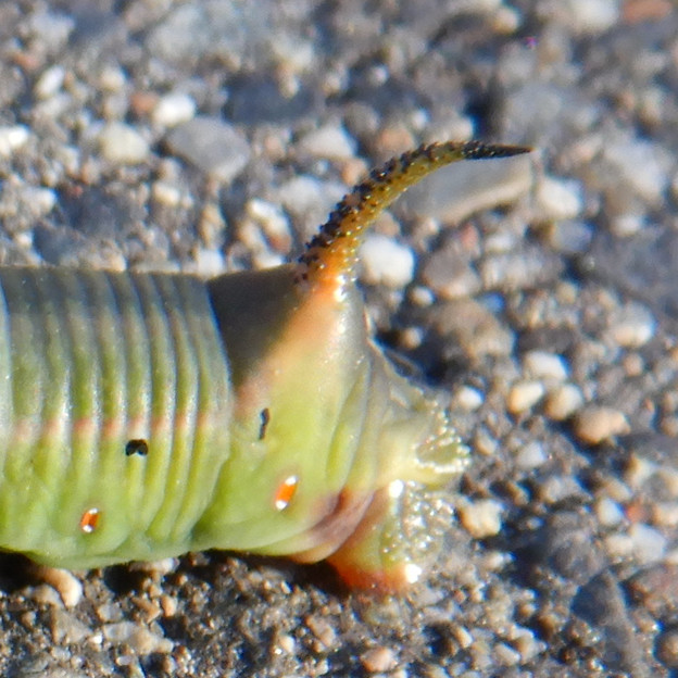 写真: 地面を移動するオオスカシバの幼虫 - 5：お尻の部分の突起