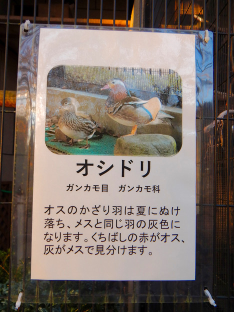 写真: グリーンピア春日井 動物ふれあい広場で飼育されてる動物 - 5：オシドリ