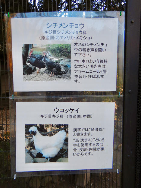グリーンピア春日井 動物ふれあい広場で飼育されてる動物 - 1：シツメンチョウ、ウコッケイ