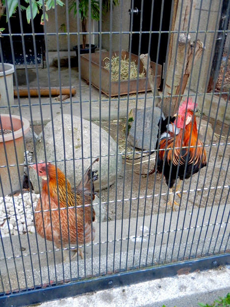 写真: グリーンピア春日井 動物ふれあい広場の動物 - 26：東天紅鶏（トウテンコウ）