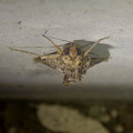 写真: 背中の毛が逆立ってた蛾（エゾギクキンウワバ？）- 3
