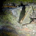 写真: 弥勒山の麓にいた小さな薄茶色の蛾 - 4