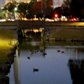 写真: 落合公園の池に夜集まっていたカモ - 2