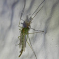 写真: 緑色の蚊！？「セスジユスリカ」 - 6