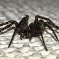 写真: 室内の壁にいた黒っぽいマダラの蜘蛛 - 5