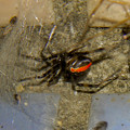 写真: セアカゴケグモのメス - 2