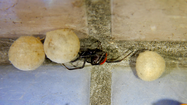 写真: セアカゴケグモのメスと卵嚢（らんのう） - 1