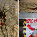 写真: 桃花台中央公園周辺でセアカゴケグモに注意！（Twitter用）- 1