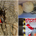 写真: 桃花台中央公園周辺でセアカゴケグモに注意！（Twitter用）- 2