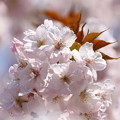 吉野の後の桜