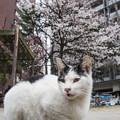 写真: 桜の咲く頃