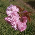 写真: 八重桜・４
