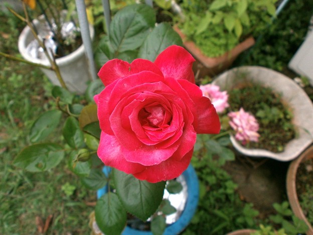 写真: 薔薇１