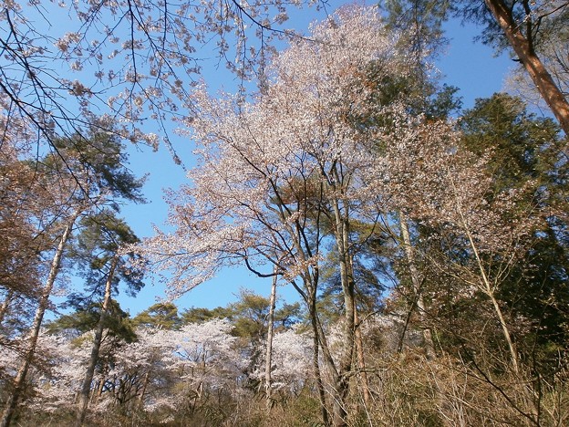 桜_47