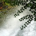 写真: 青紅葉と滝水
