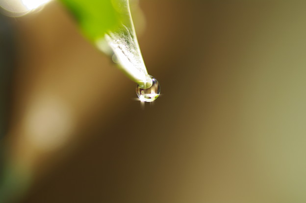 写真: romantic water drops