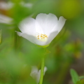 写真: White flower