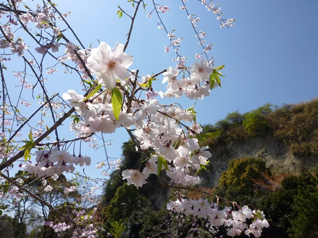 写真: 桜 2015