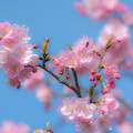 写真: 初桜