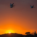 写真: 夕日と白鳥