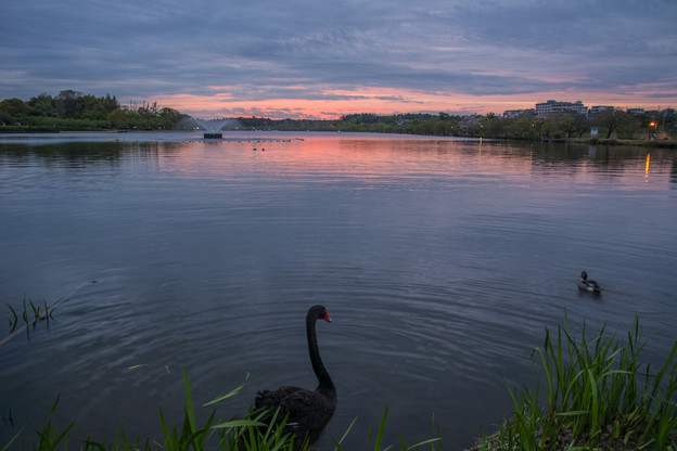 写真: 黒鳥の湖