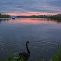 写真: 黒鳥の湖
