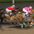 写真: Horse Race　2