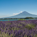 写真: ラベンダーと富士山
