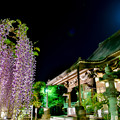写真: 月夜のお寺と藤