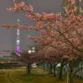 写真: スカイツリー　桜特別ライトアップ　「舞」