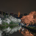 写真: 千鳥ヶ淵　桜ライトアップ　１
