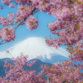 写真: 桜富士　２