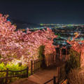 桜夜景　２