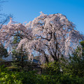 写真: 桜巡り　１