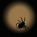 写真: 月と蜘蛛
