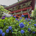 写真: お寺と紫陽花　４